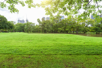 Wall Mural - Beautiful landscape in park with tree and green grass field at morning.