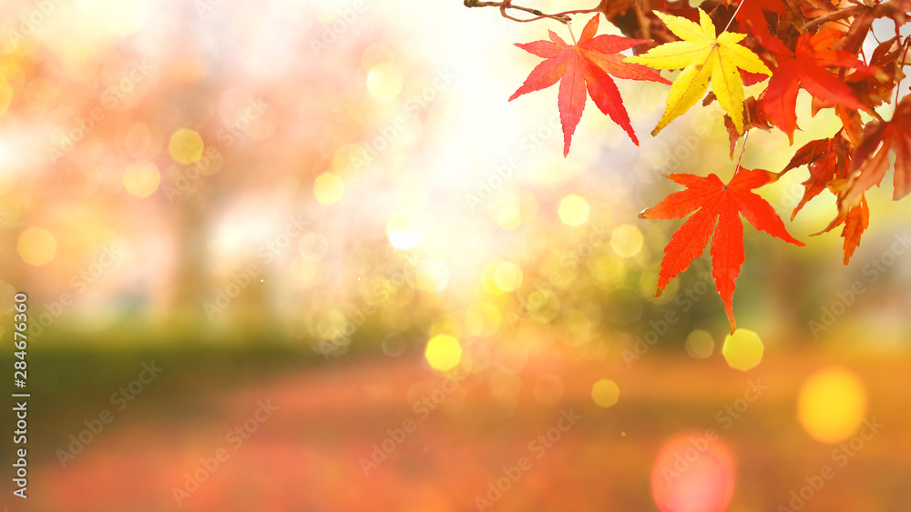 web banner design for autumn season and end year activity with red and yellow leaves with soft focus light and bokeh background - obrazy, fototapety, plakaty 