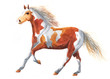 Watercolor single horse animal isolated on a white background illustration.