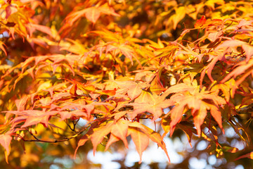 Wall Mural - Autumn. Close-up view of orange maple foliage.