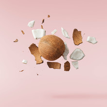 Fresh Ripe Coconut Isolated On Pink Background