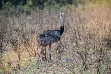 greater rhea with chicks, rhea americana, pantanal,brazil