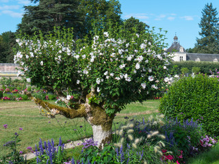 Poster - Jardin fleuri