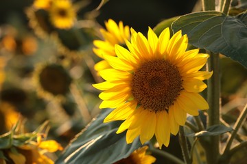 Fotomurales - Sunflower - Helianthus annuus in the field at sunset