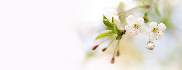 Wall Mural - Soft tender springtime invitation background. Fruit tree blossoming branch white petal, yellow stamens flowers. Spring garden floral frame. Shallow depth of field, macro view. Copy space.
