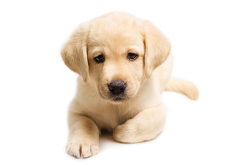 Cute labrador puppy isolated on white background