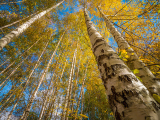 Wall Mural - golden birch grove in autumn, mercer slough nature park, bellevue