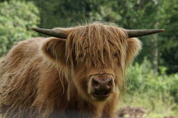 Highland cow