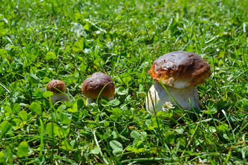 Penny bun, cep, porcino or king bolete, usually called porcini. Fresh mushrooms (Boletus edulis) in the grass. Trentino region, Italy