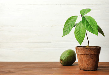 Young avocado sprout with leaves in peat pot and fruit on table against white wooden background. Space for text