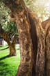 vintage secular olive tree trunk
