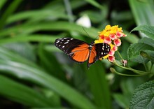 Tiger Longwing (Heliconius Hecale) Or Golden Helicon Butterfly On Yellow Flower