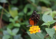 Tiger Longwing (Heliconius Hecale) Or Golden Helicon Butterfly On Yellow Flower