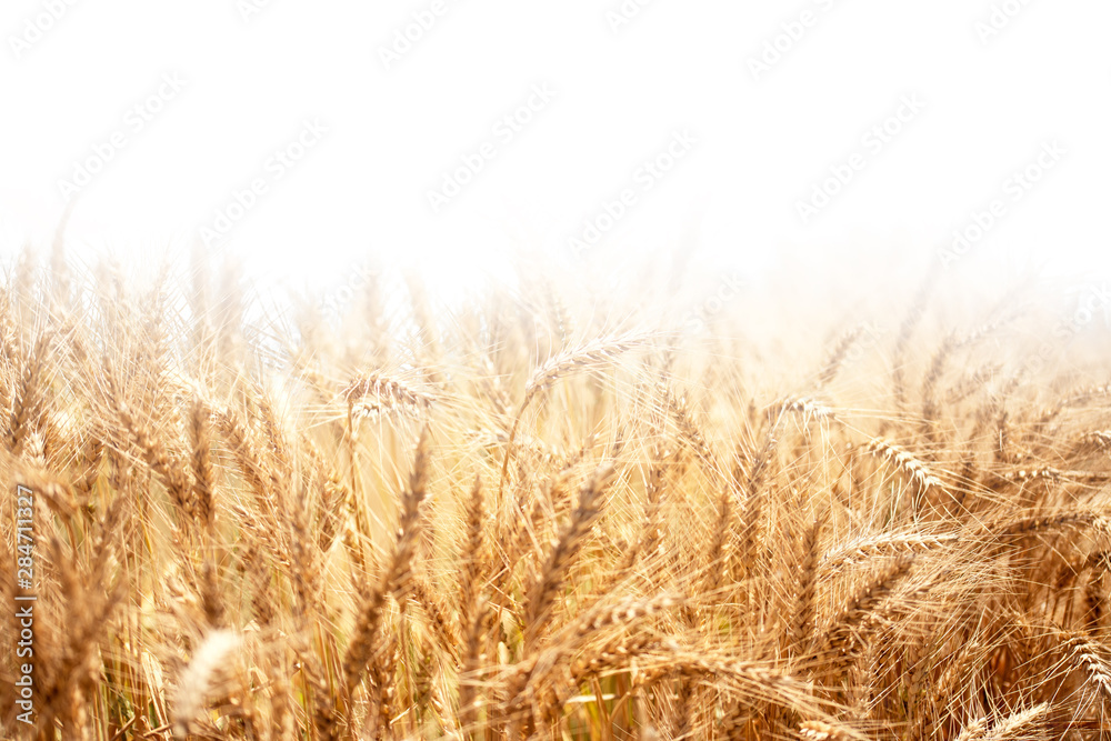 Golden wheat rye close-up on the white background - obrazy, fototapety, plakaty 
