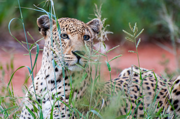 A leopard sitting in long grass at the Africat Foundation in Namibia