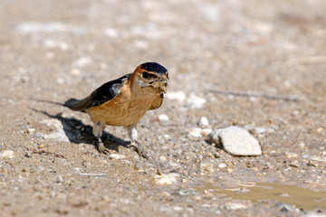 Wall Mural - Rötelschwalbe (Cecropis daurica) sammelt Schlamm als Nistmaterial - Red-rumped swallow