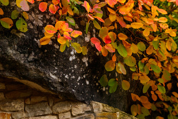 Sticker - Beautiful colorful tree on the top of rock at autumn