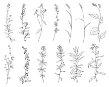 Hand Drawn Set Of Wild Herbs. Outline Plants Drawing, Botanical Vector Illustration. Black Isolated On White Background.