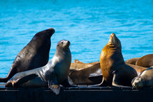 Pier 39, Fishermans/ Fisherman's Wharf. Group Of California Sea Lions/Seals Relaxing, Sunbathing And Barking On A Pier By The Ocean In San Francisco On A Sunny Summer Day.