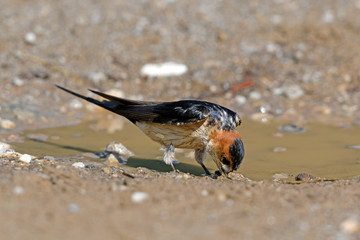 Wall Mural - Rötelschwalbe (Cecropis daurica) sammelt Schlamm als Nistmaterial - Red-rumped swallow