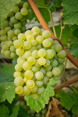 Grüner Veltliner 2