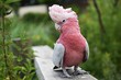 The Galah, (Eolophus Roseicapilla), also known as Rose-breasted Cockatoo or the Pink and Grey. Family: Cacatuidae.