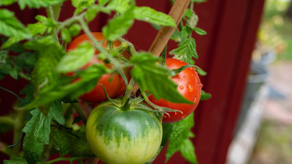 Close up shot of an unripe Amela tomato on the vine. The photograph was shot on a rainy morning in Stockholm, Sweden.