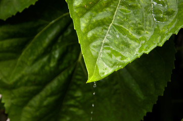 Large Green Sunflower Plant Leaf with Water Droplets