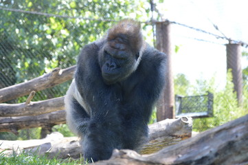 Poster - A silverback gorilla in the outdoors