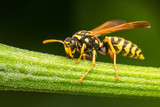Fototapeta Do przedpokoju - Closeup of a wasp on a plant in the garden