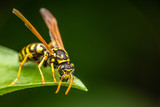 Fototapeta Do przedpokoju - Closeup of a wasp on a plant in the garden