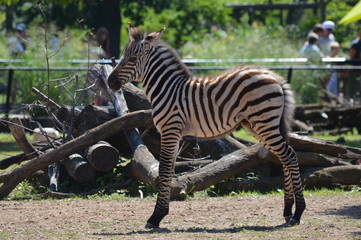 Sticker - A baby zebra in the outdoors