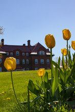 Yellow Tulips At Wells College