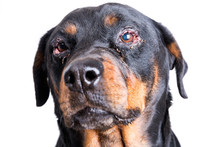 Red Puffy Inflamed Dog's Eyes With An Infection