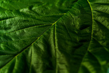 Green Leaf Background Close-up. Green Leaf Texture For Background.