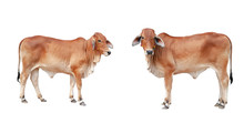 Cows Isolated On A White Background. / Clipping Path.