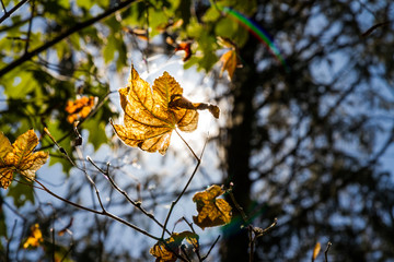 Poster - autumn leaves on tree