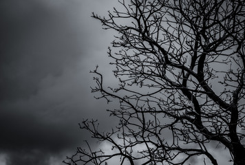 Wall Mural - Silhouette dead tree and branch on grey sky background. Black branches of tree. Nature texture background. Art background for sad, dead, lonely, hopeless, and despair. Halloween day background.
