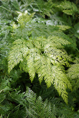 Wall Mural - Vertical closeup of a frond of rabbit's foot fern (Davallia fejeensis 'Plumosa')