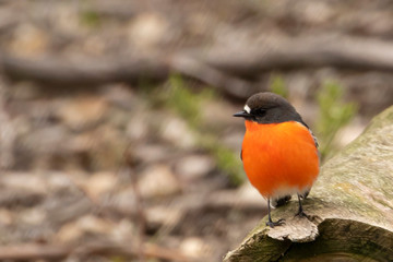 Wall Mural - Flame Robin (Petroica phoenicea). Maldon, Victoria, Australia