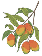 Mango Fruit Graphic Branch Color Isolated Sketch Illustration Vector