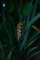 Canvas Print - yellow flower