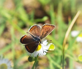 Sticker - butterfly on a flower