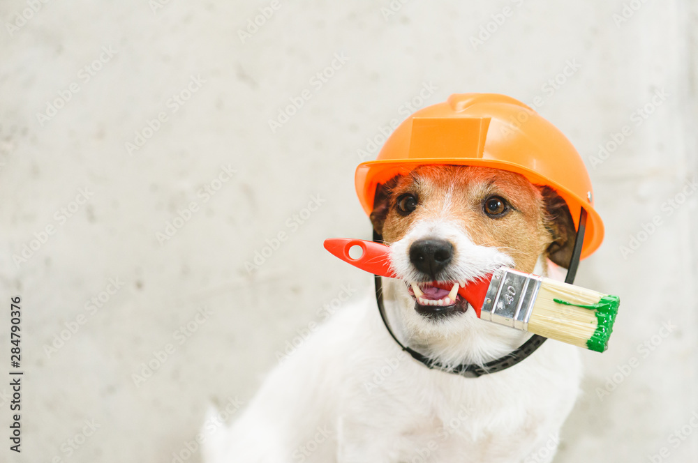 Dog as funny house painter with paintbrush against concrete wall - obrazy, fototapety, plakaty 