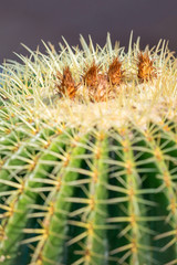 Wall Mural - cactus plants during flowering showing brown buds and thorns