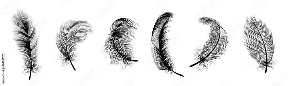 Black fluffy feather. Hand drawing vintage art realistic quill feathers for pen detailed isolated vector set - obrazy, fototapety, plakaty 