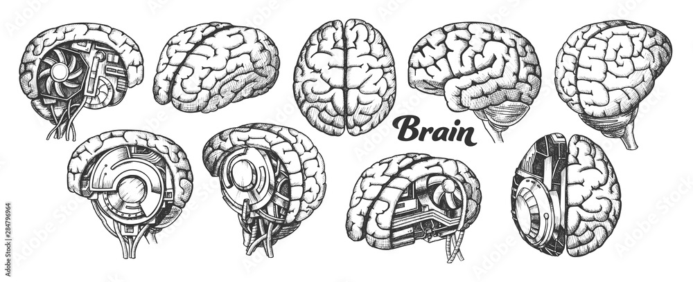 Collection In Different Views Brain Set Vector. Many Kinds And Modification Of Cyber And Human Brain. Anatomy Medical Neurology Element Hand Drawn In Vintage Style Monochrome Illustrations - obrazy, fototapety, plakaty 