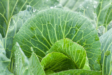 Wall Mural - Green cabbage leaf in the garden.