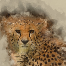チーター水彩画アート 無料画像 - Public Domain Pictures