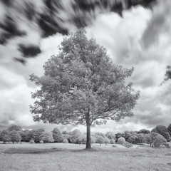 Poster - Single tree in infrared light cornwall uk 